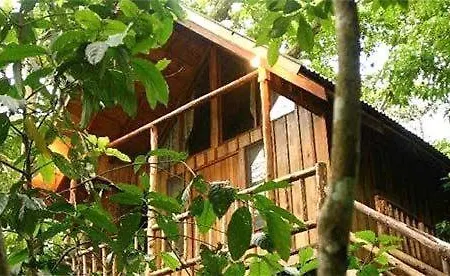 Bayrams Tree Olympos